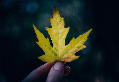 person holding maple leaf, shallow, focus, photography, green HD wallpaper
