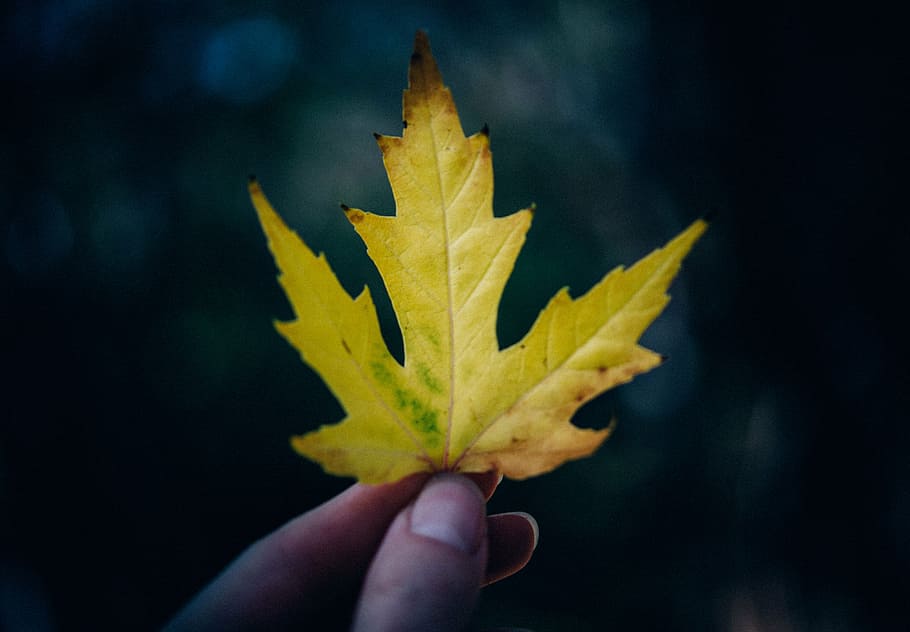 person holding maple leaf, shallow, focus, photography, green HD wallpaper