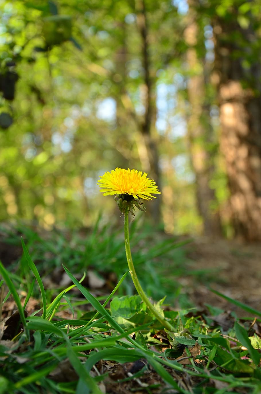 flower, dandelion, fores, nature, yellow, green, brown, spring, HD wallpaper