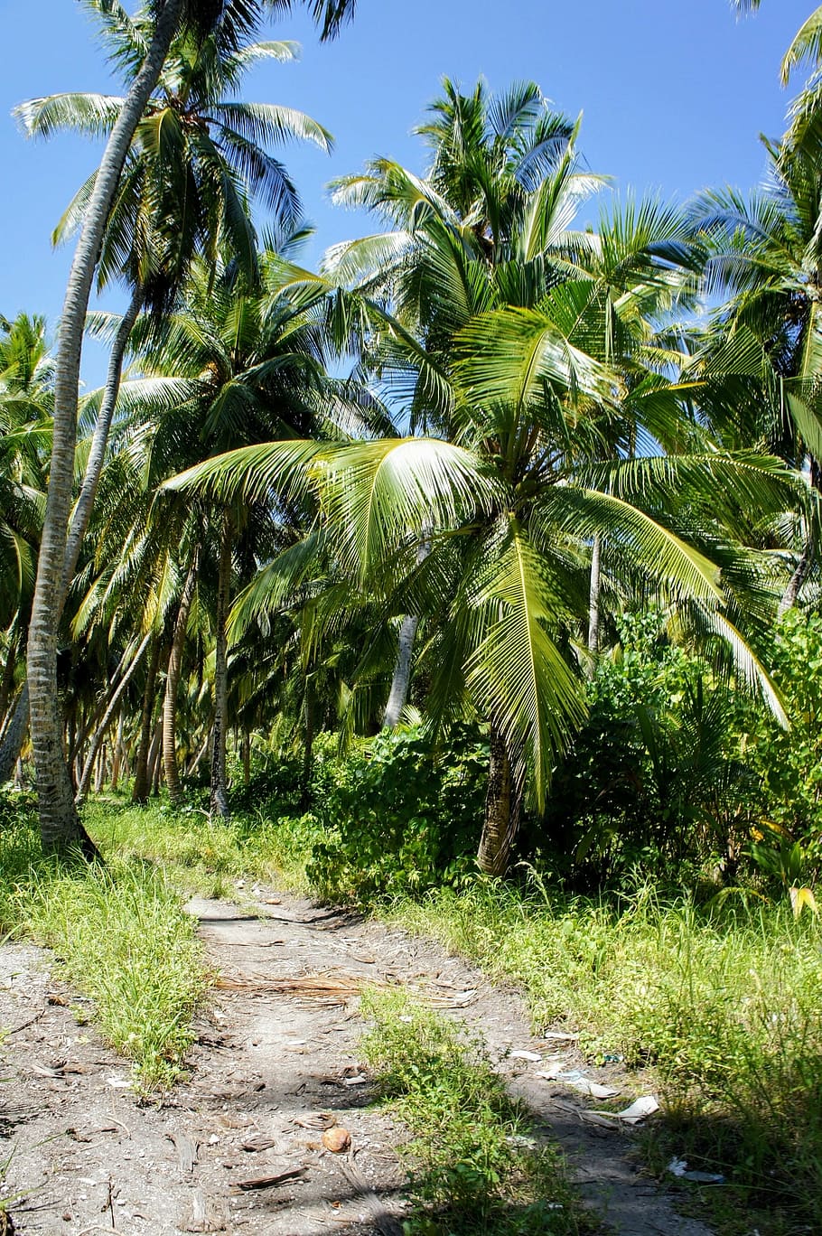 palm trees, blue sky, green, clouds, partly cloudy, exotic HD wallpaper