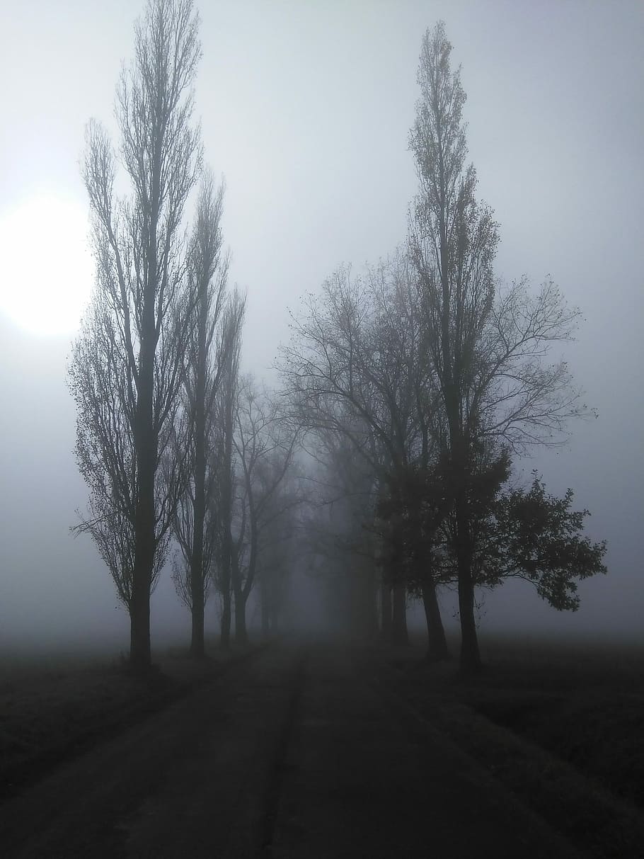 empty pavement between tall trees during fogs, path, nature HD wallpaper