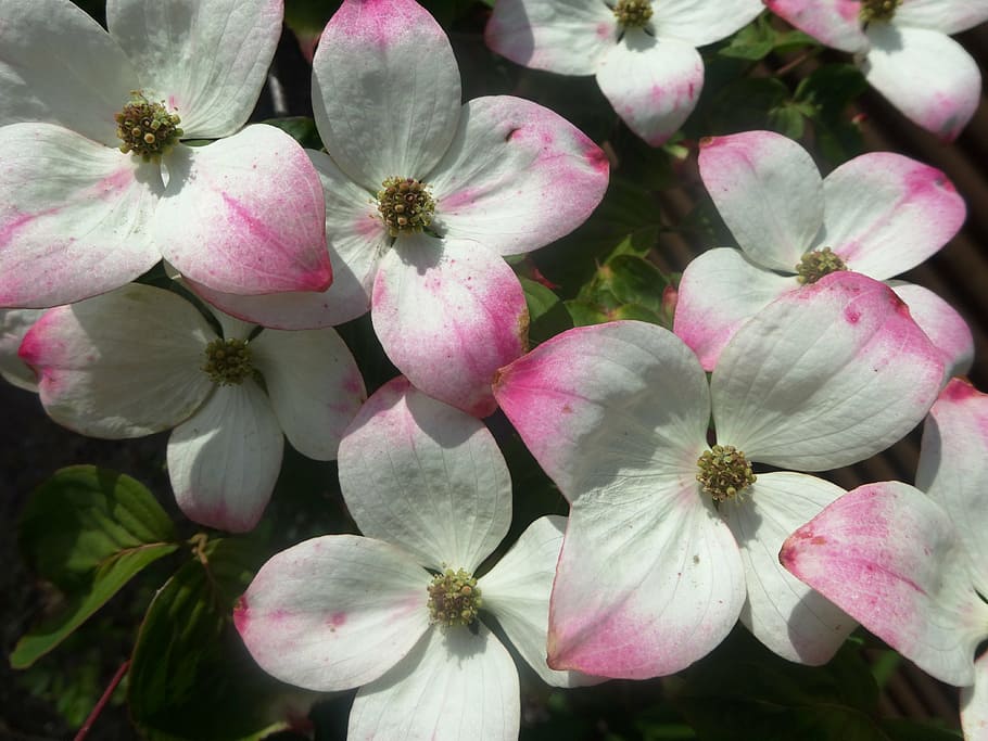 shrub, blooming, white, flowering tree, natural, denmark, flowering plant HD wallpaper