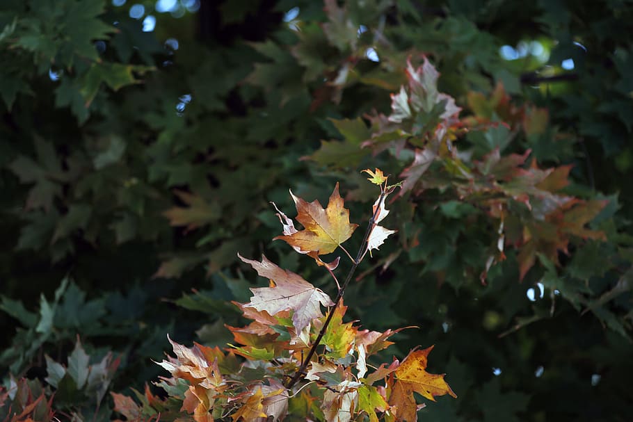 maple, leaf, colorful, season, fall, autumn, natural, outdoor HD wallpaper