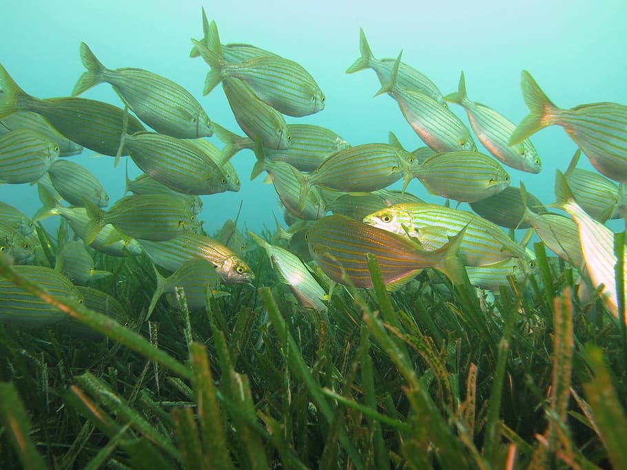 fish, sea, diving, growth, plant, beauty in nature, no people HD wallpaper