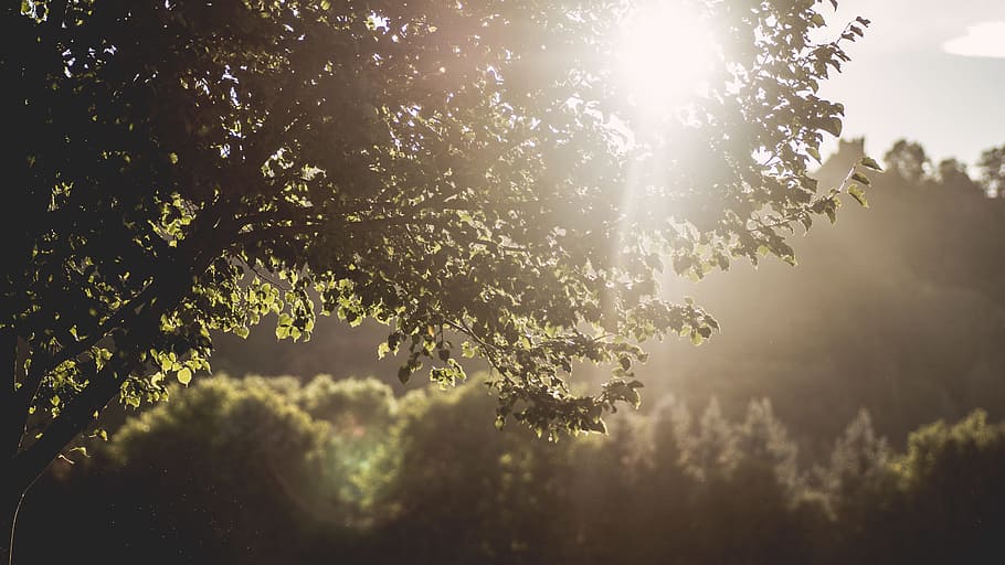 nature, sun, forest, trees, blur, close-up, daylight, focus, idyllic HD wallpaper