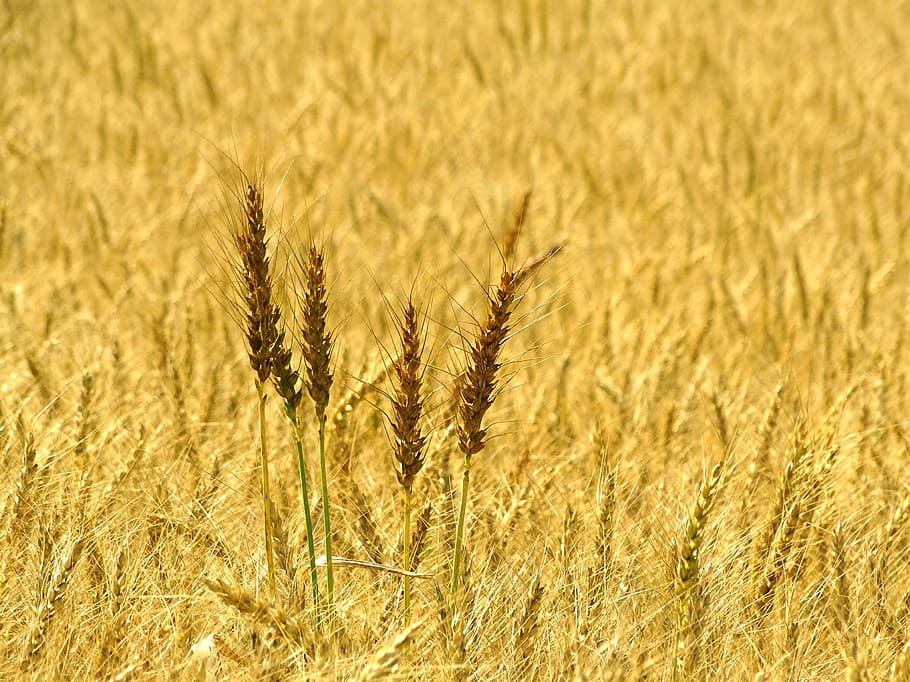 wheat, spike, wheat field, cereals, agriculture, crop, growth HD wallpaper