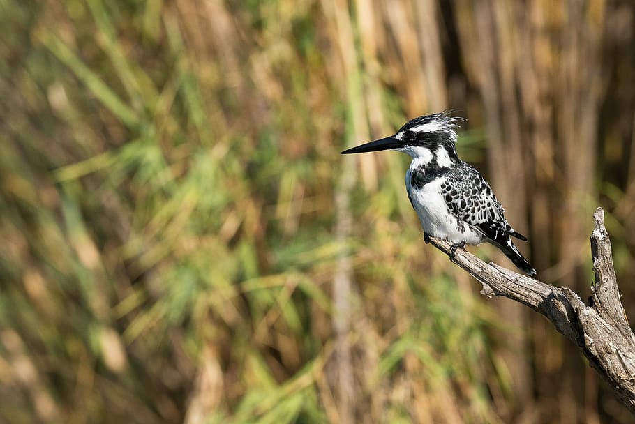 shallow focus photography of white and black bird, selective focus photograph of white and black bird perching on tree HD wallpaper