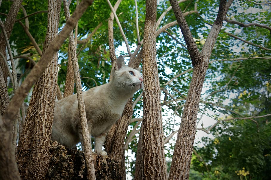 Animal, Cat, Pet, Kitty, Kitten, one animal, tree, animal wildlife HD wallpaper