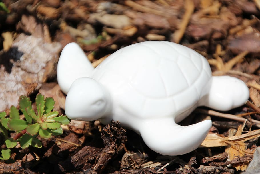 turtle, eat, leaf, white color, animal, animal themes, nature HD wallpaper