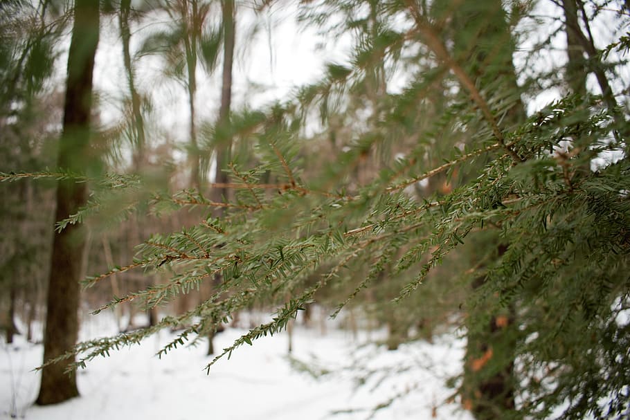 winter, christmas, evergreen, tree, nature, outside, outdoors HD wallpaper
