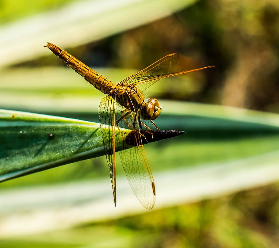 Dragonfly, Insect, Animal, Close, Wing, chitin, one animal HD wallpaper