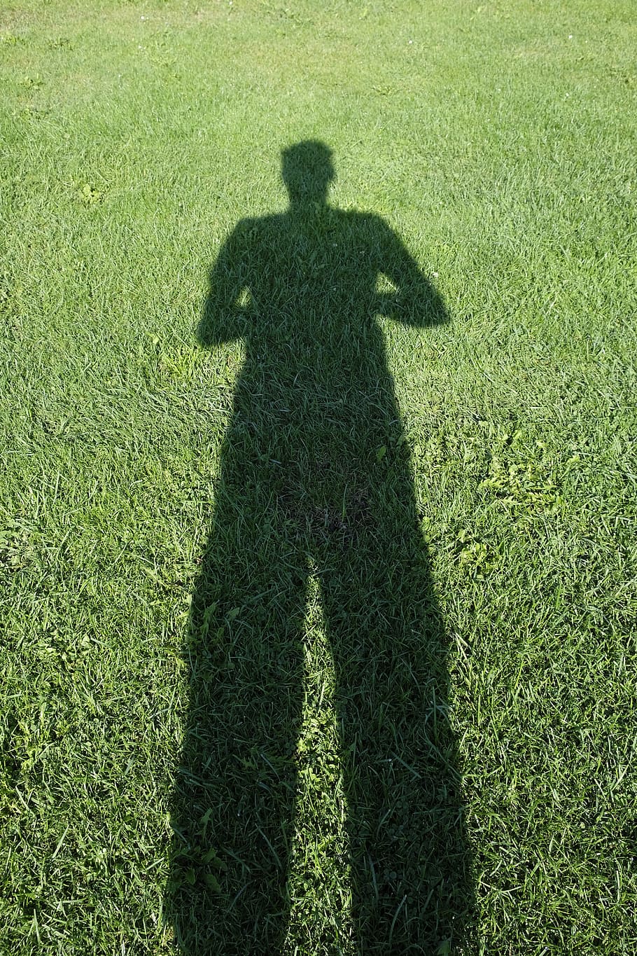 rush, grass, meadow, green, shadow, human, person, green color HD wallpaper