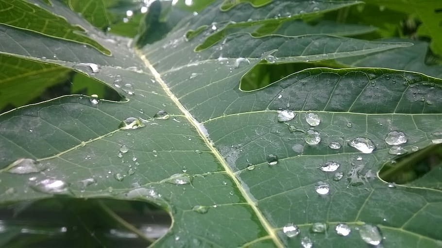 Leaf, Papaya, Morning, papaya leaf, green color, drop, water HD wallpaper