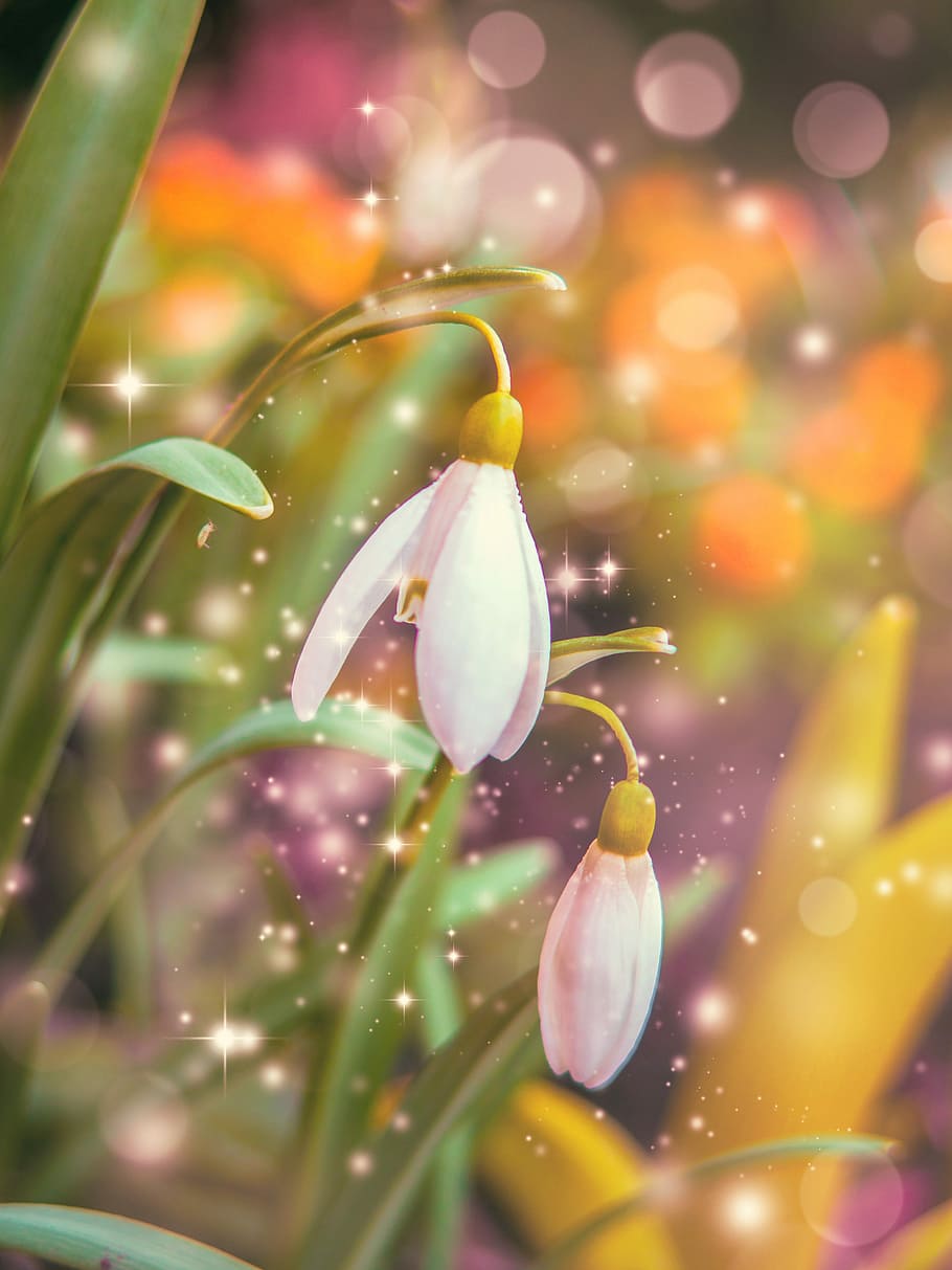 close-up photo of white snowdrop flowers wallpaper, nature HD wallpaper