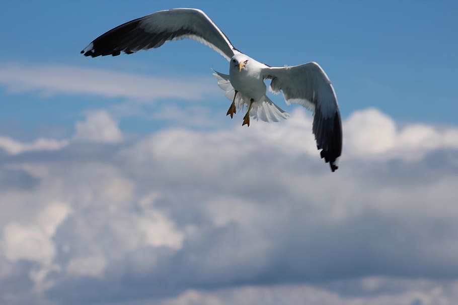 bird, nature, sky, flight, wildlife, dom, wing, outdoors, wingspan HD wallpaper