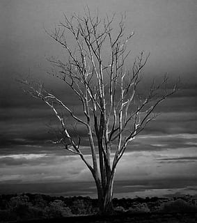 grayscale photo of tree, dead, winter, branches, limbs, autumn HD wallpaper