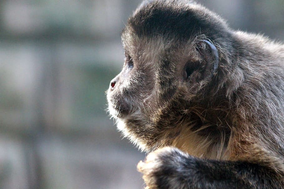brown capuchin, sapajus nigritus, primacy, monkey, mammals HD wallpaper