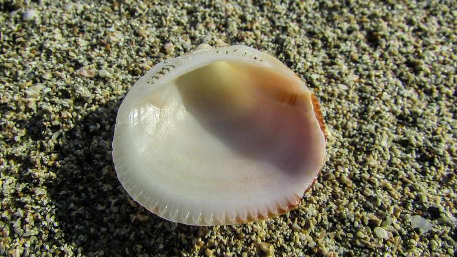 shell, sand, beach sand, nature, close-up, animal wildlife HD wallpaper