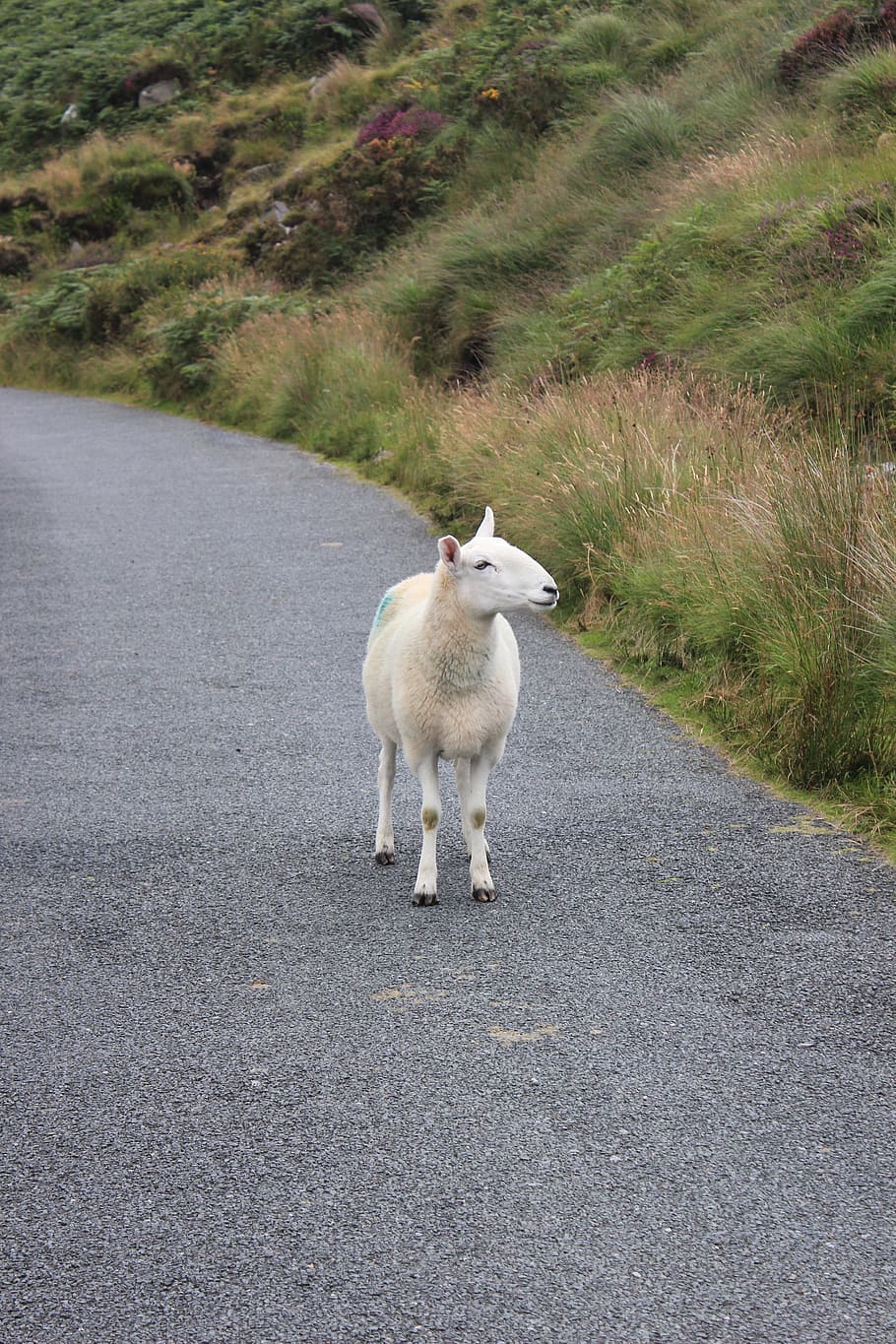 sheep, wool, road, mammal, domestic animals, animal themes HD wallpaper