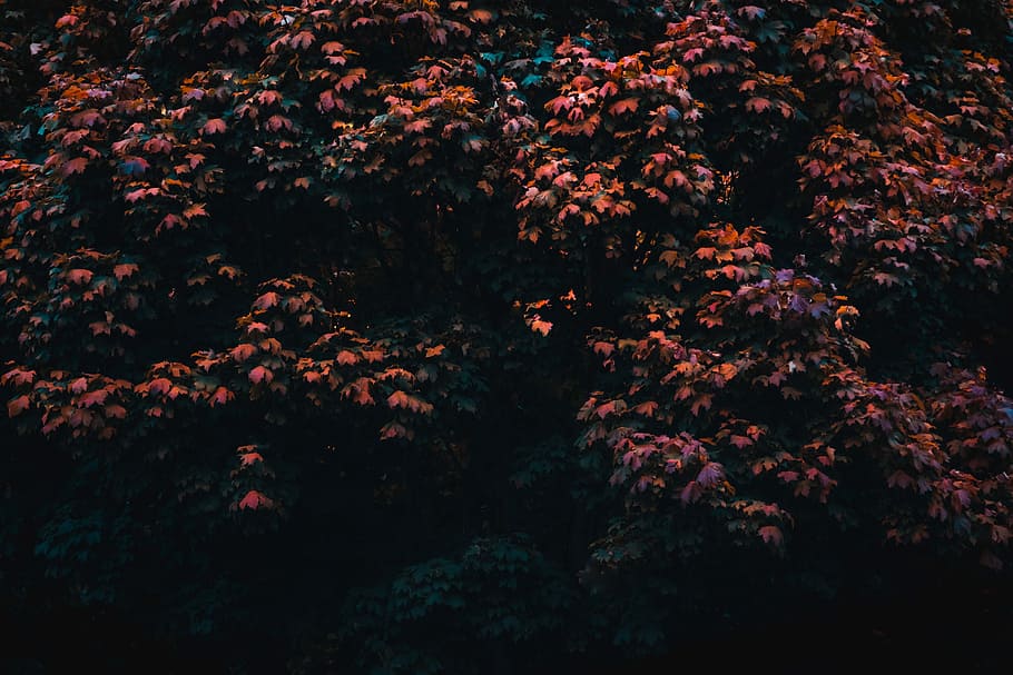 red petaled flowers, shallow focus photography of green and orange leaves HD wallpaper