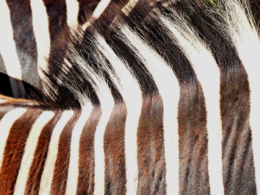 Zebra, Animal, Pair, Striped, Nature, zebra crossing, mammal HD wallpaper