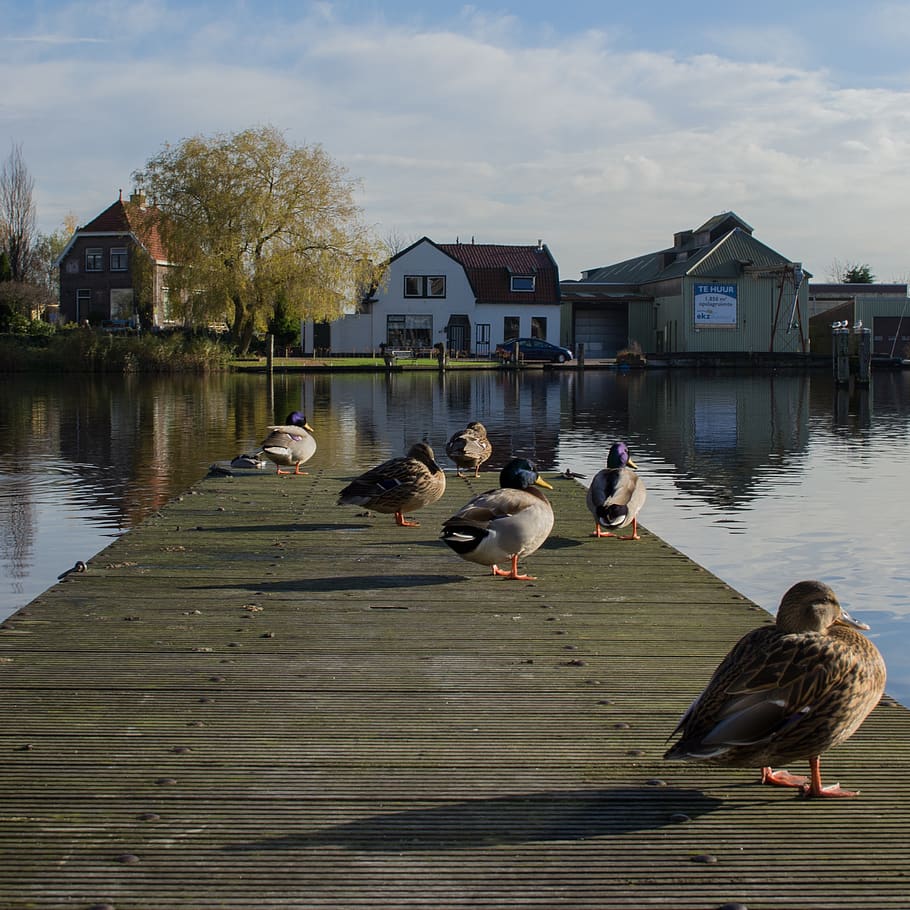 river, duck, scaffolding, bird, animals in the wild, vertebrate HD wallpaper