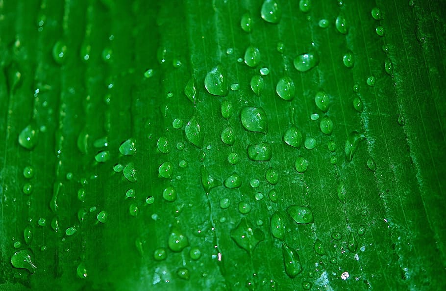 water drops on green leaf plant, leaves, colorful, macro, nature HD wallpaper