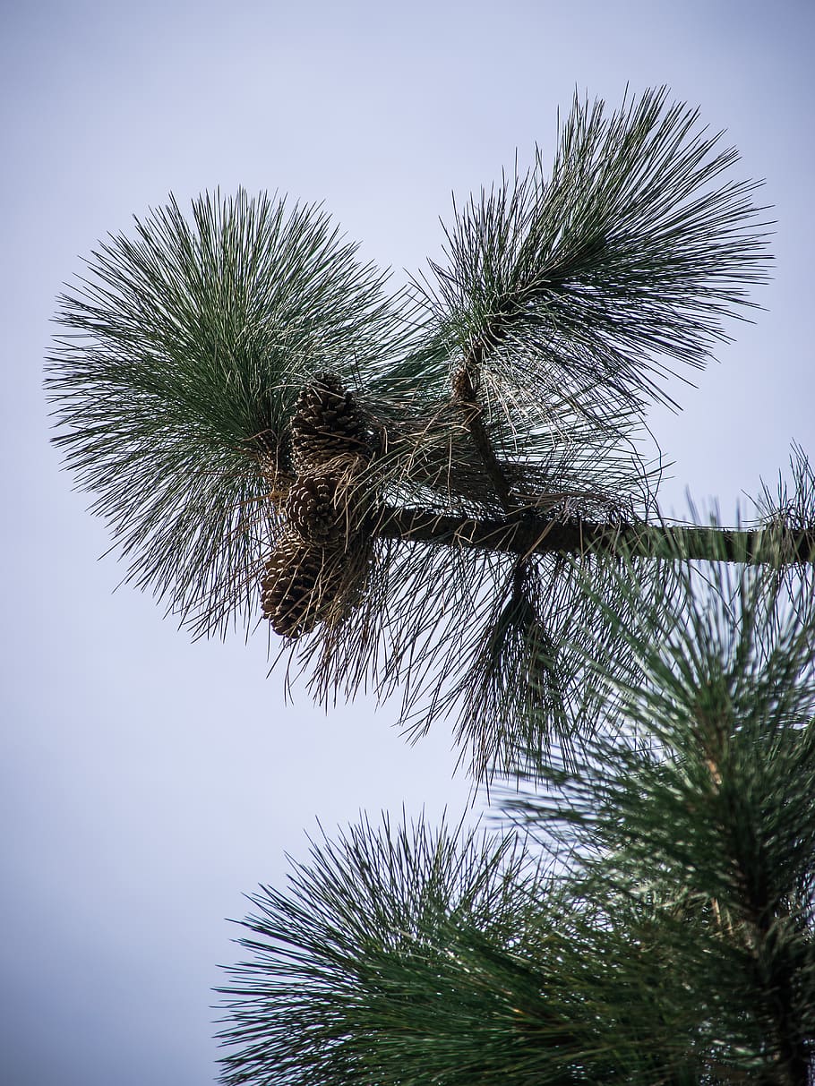 needles, pine, green, tree, nature, branch, conifer, cones HD wallpaper