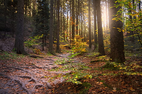 forest, light beam, sun, sunbeam, morgenstimmung, mood, trees HD wallpaper