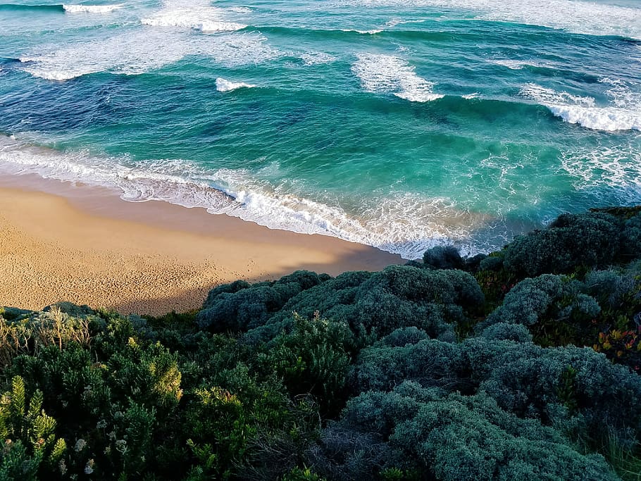 aerial view of seashore and trees, bird's-eye view photo of sea waves crashing on shore