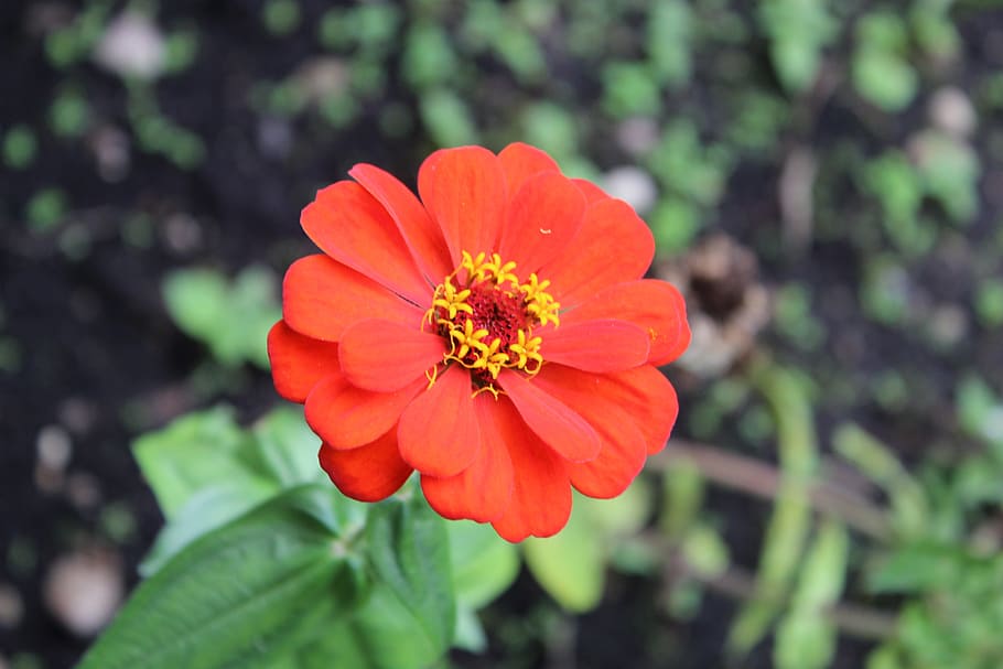 flower, red, plant, flowering plant, freshness, fragility, vulnerability HD wallpaper