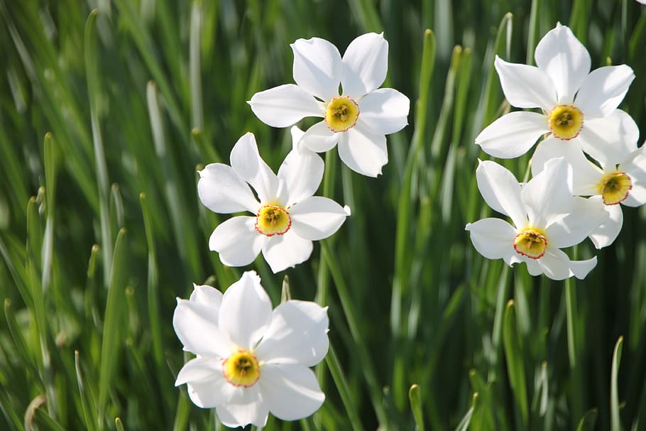 selective focus photography of white Nacrissus flower, daffodil HD wallpaper