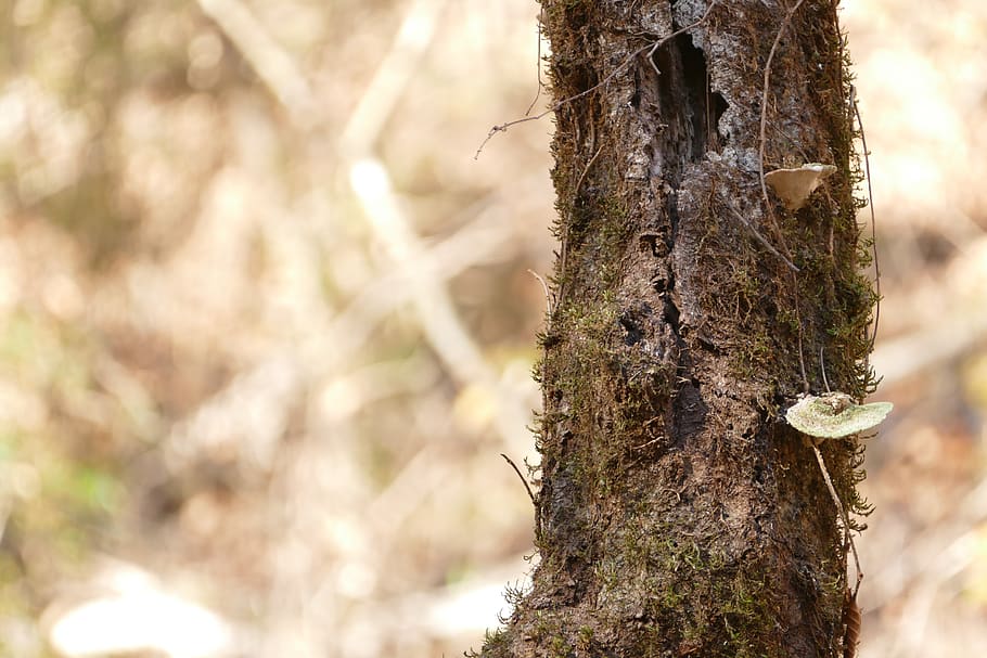 forest, lichen, tree, moss, branch, bark, nature, environment HD wallpaper