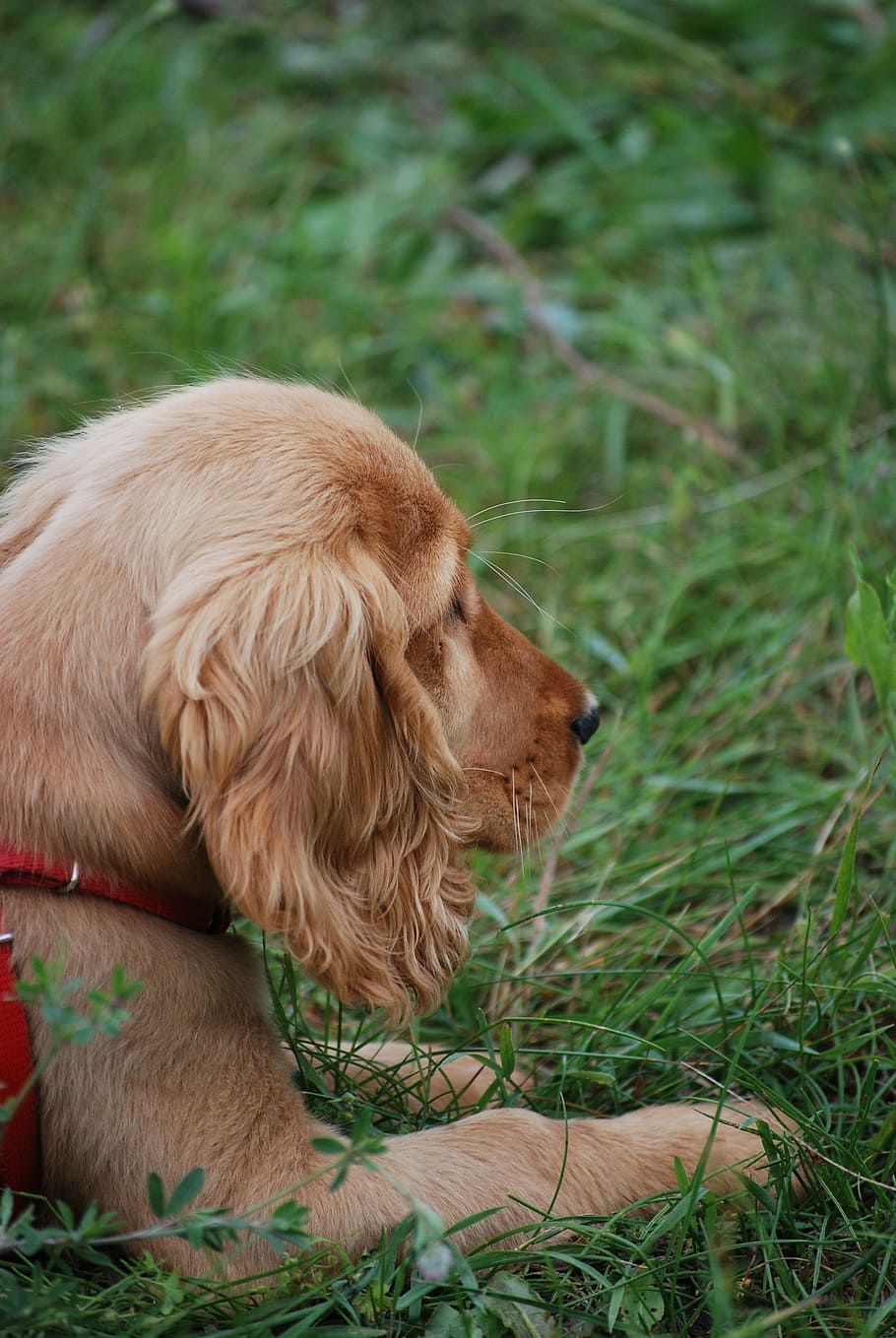 dog, spaniel, puppy, coocker, animal, fun, doggy, pets, domestic HD wallpaper