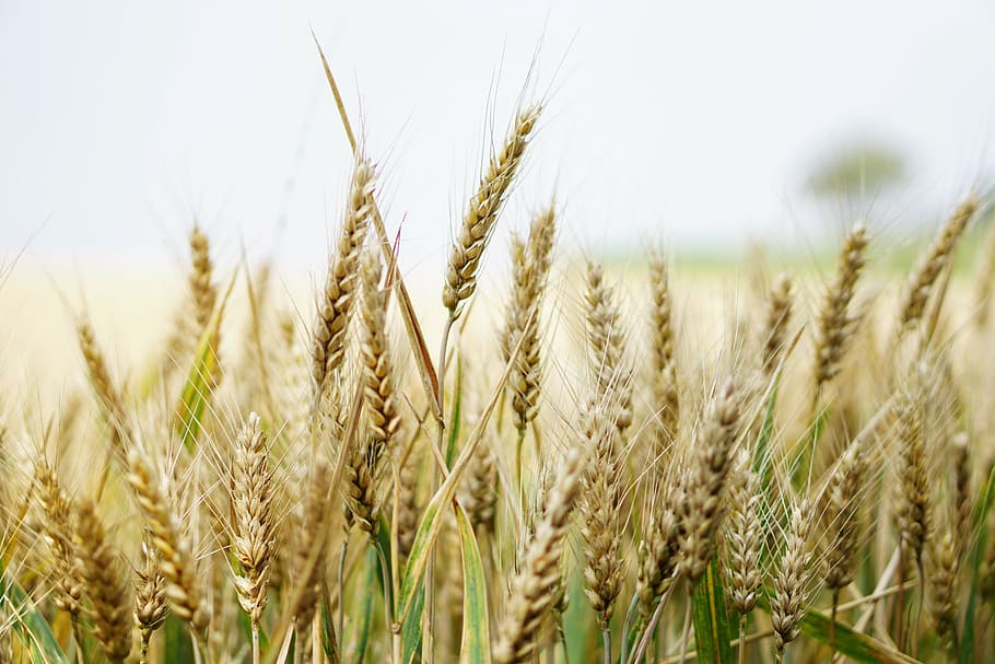 wheat plant, wheat field, cornfield, summer, cereals, spike, grain, HD wallpaper