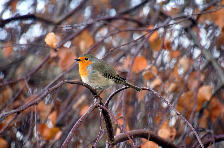 short-beak bird perched on tree twig during daytime, robin HD wallpaper