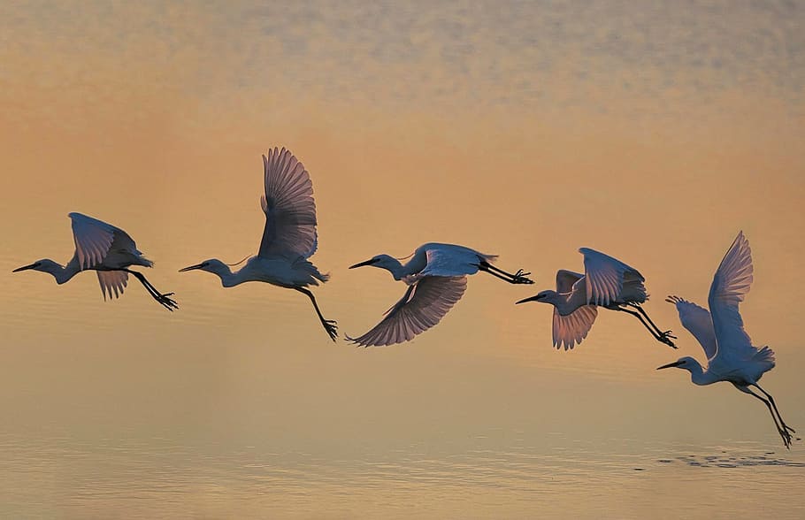 five bird flying above bodies of water, wildlife, flight, nature HD wallpaper
