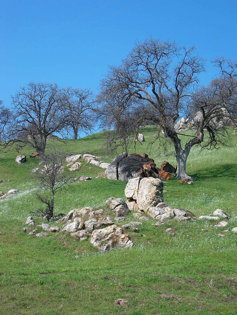 foothills, oak trees, rocks, nature, plant, grass, sky, bare tree HD wallpaper