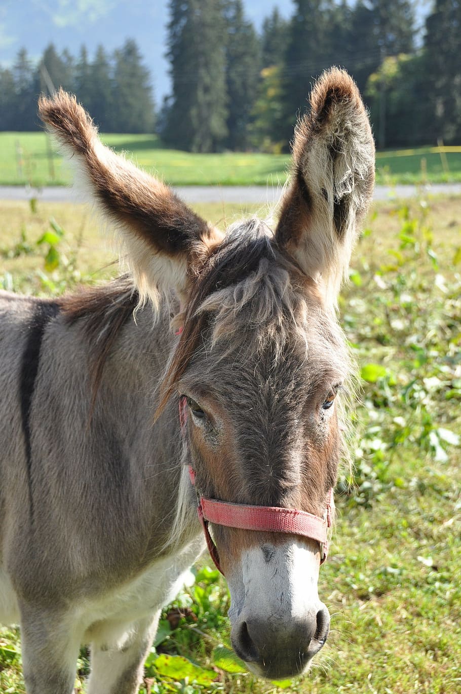 pet, donkey, pony, mammal, animal, animal themes, domestic animals HD wallpaper
