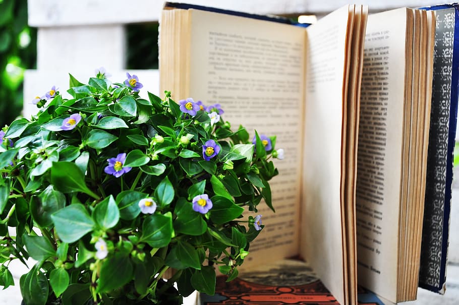 Book, Books, Magazines, Read, Notebook, reading, table, flower HD wallpaper