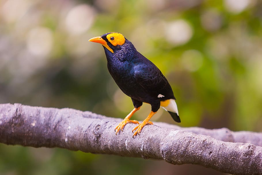short-beaked black, orange, and white bird on tree branch, shallow focus photography of black and yellow bird on branch HD wallpaper