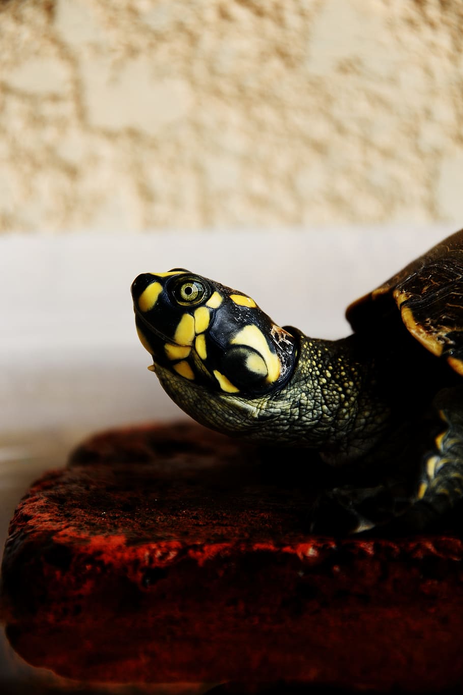macro shot of green and yellow turtle, closeup photography of black and yellow turtle, HD wallpaper