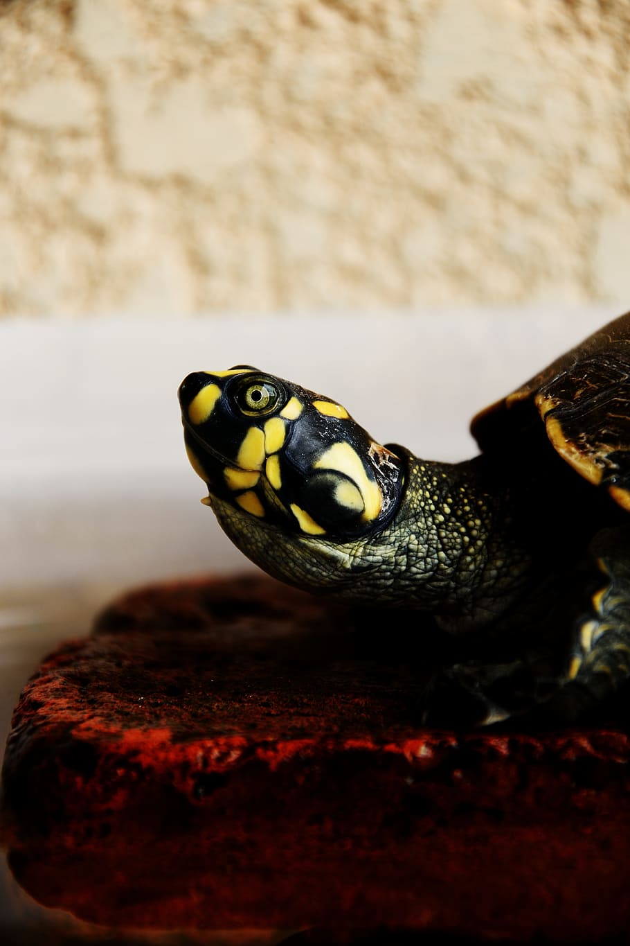 macro shot of green and yellow turtle, closeup photography of black and yellow turtle HD wallpaper