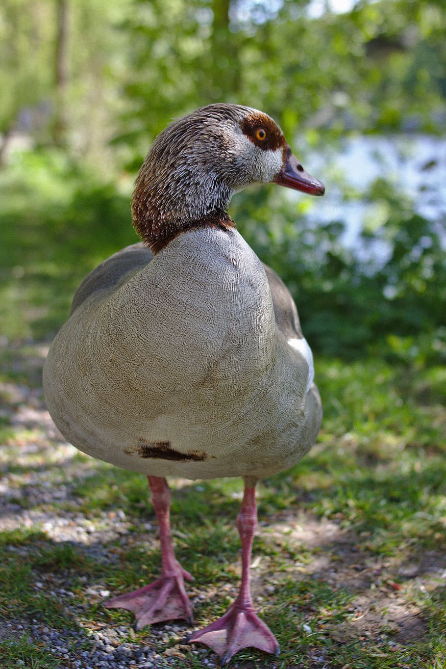 goose, bird, poultry, plumage, animal, away, path, water, meadow HD wallpaper