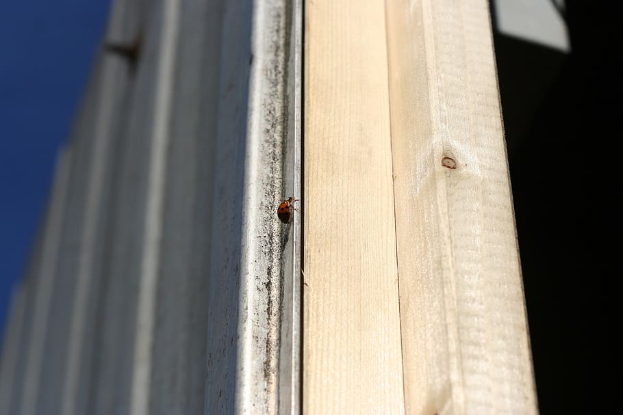 ladybug, door, metal, frame, day, invertebrate, insect, animal wildlife HD wallpaper