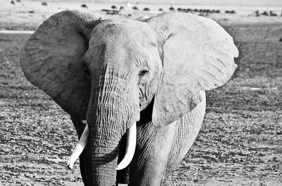 kenya, elephant, amboseli, animal themes, one animal, animals in the wild HD wallpaper