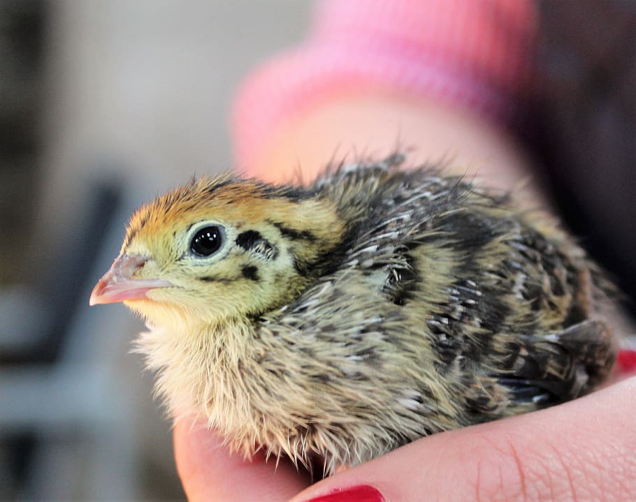 person holding yellow and black chicken chick, quail, poultry, HD wallpaper