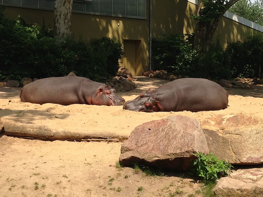 zoo, hippos, germany, group of animals, animal themes, mammal HD wallpaper