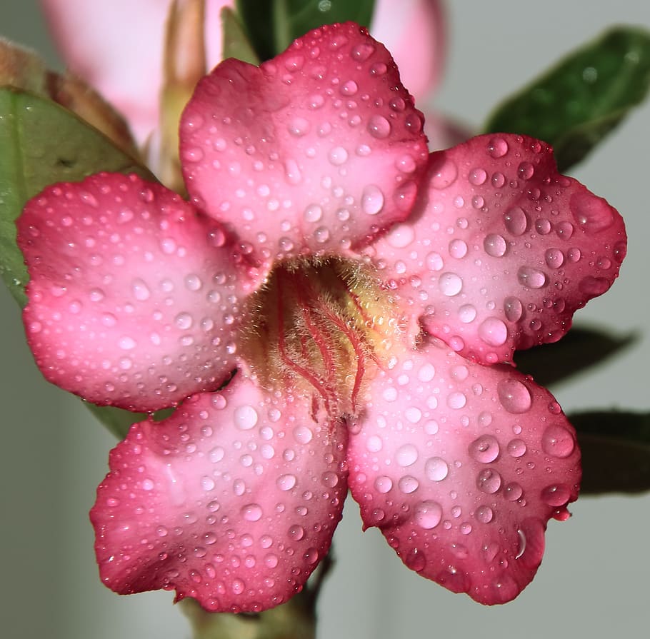 selective focus photography of pink petaled flower, drops, rain, HD wallpaper