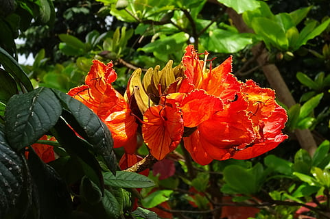flower, african tulip, spathodea, monotypic, plant, bignoniaceae HD wallpaper
